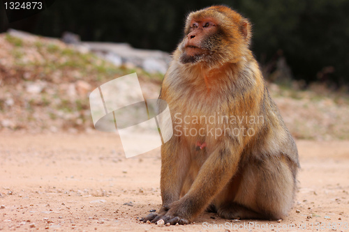 Image of Macaque