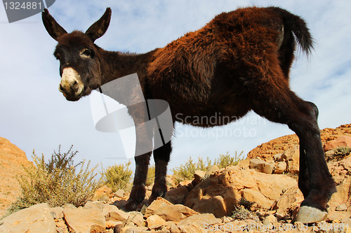 Image of Donkey