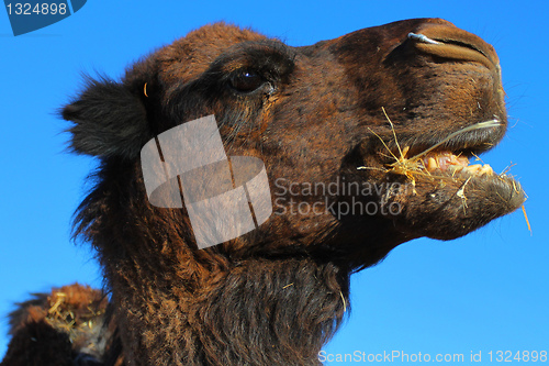 Image of Camel portrait