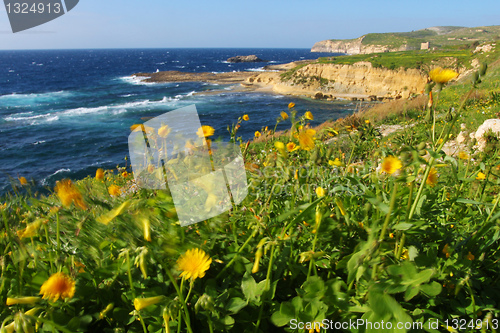 Image of Spring seaside meadow