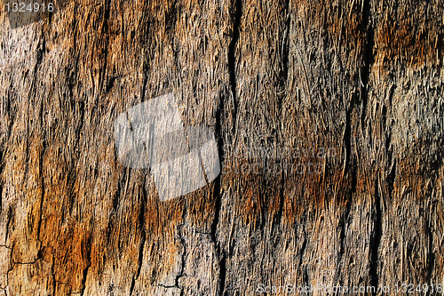 Image of Palm tree natural background