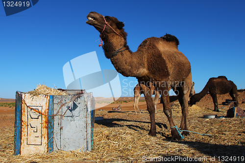 Image of Camel