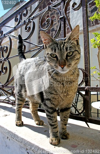 Image of Cat