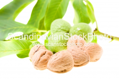 Image of Walnuts 