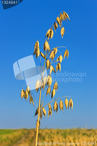 Image of Ripened spike of oats