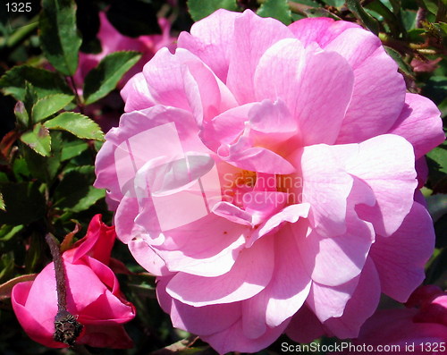 Image of Blossoming Camellia