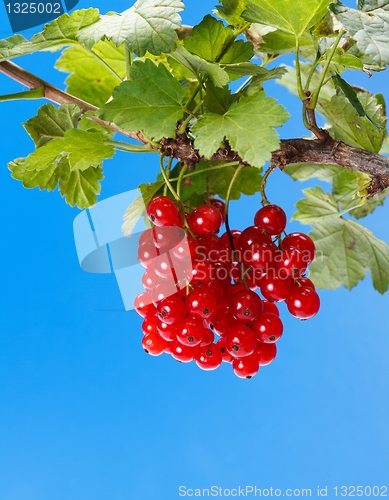 Image of Red currant branch
