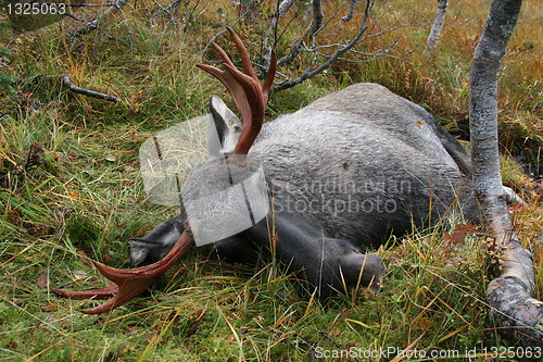 Image of Moose Hunt - Norway