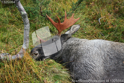 Image of Moose Hunt - Norway