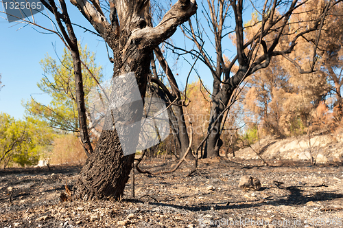 Image of Forest fire aftermath