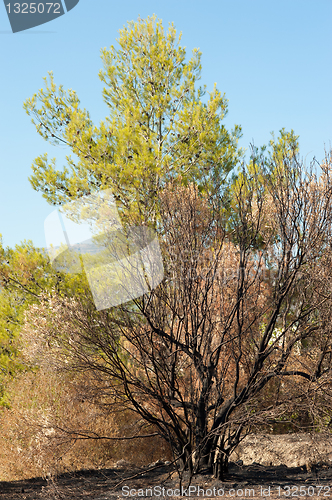 Image of Forest fire aftermath