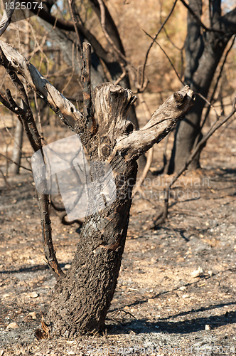 Image of Forest fire aftermath