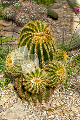 Image of Cactus