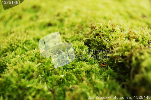 Image of green dosh in the forrest