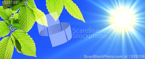 Image of green leaves