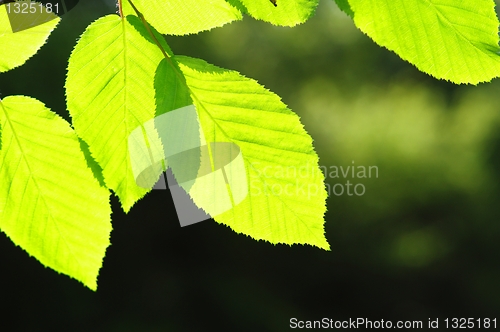 Image of leaves
