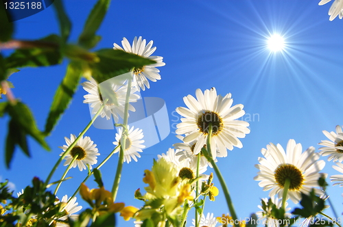 Image of daisy flower under blue sky