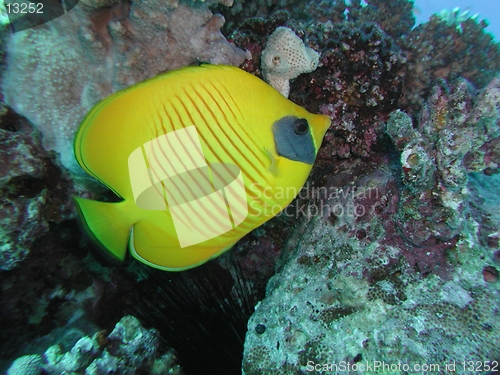 Image of Golden Butterflyfish