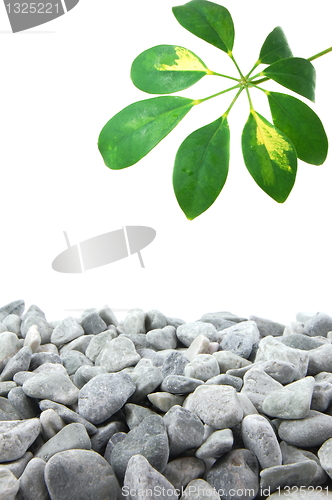 Image of stones and leaf