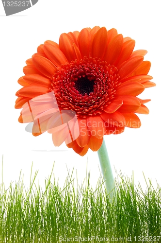 Image of flower greeting card