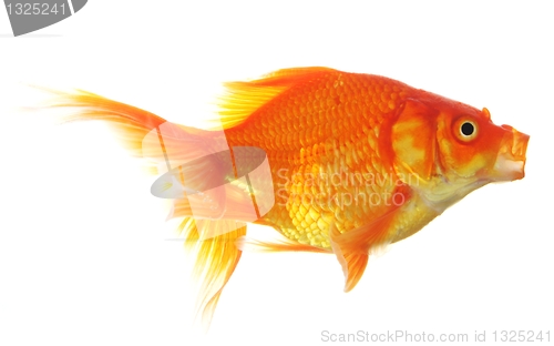 Image of goldfish