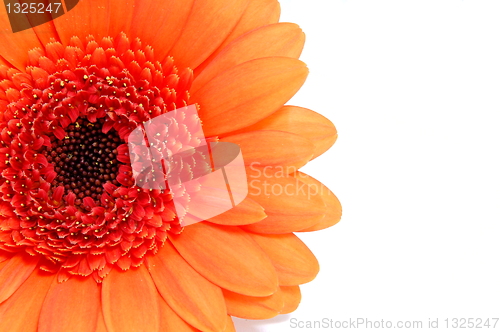 Image of isolated flower on white