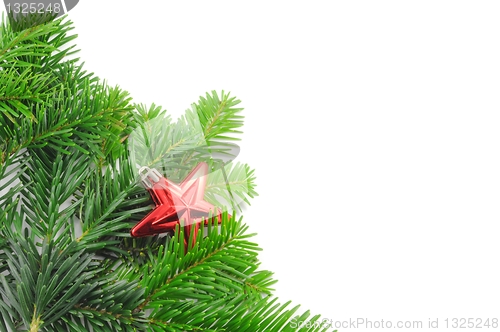 Image of green fir for christmas