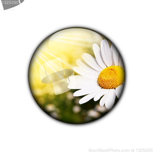 Image of flower