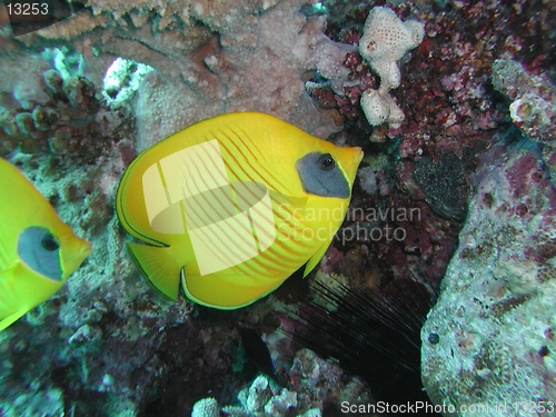 Image of Golden Butterflyfish