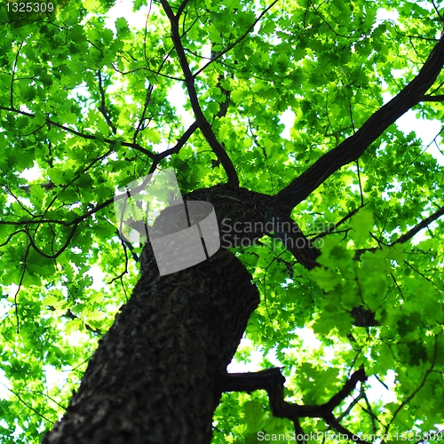 Image of tree