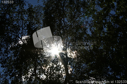 Image of The sun is shining thorugh the trees