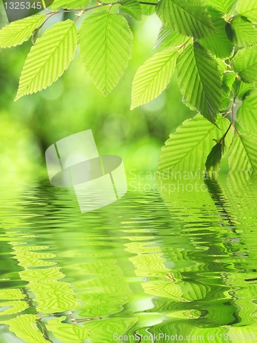 Image of green leaf and water