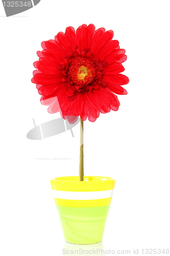 Image of colorful spring flowers