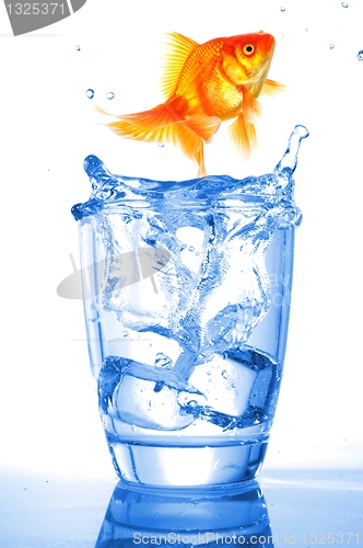Image of goldfish