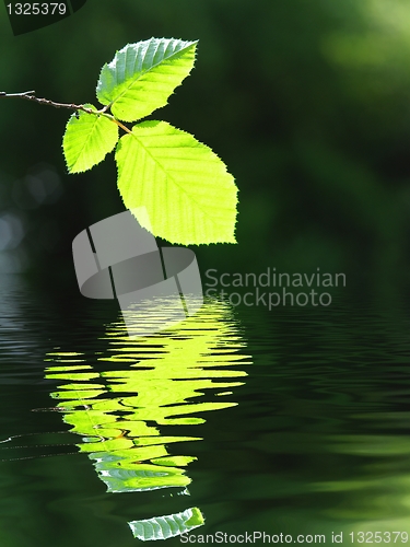 Image of green leaf and water