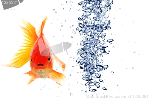 Image of goldfish