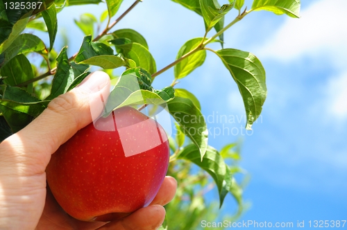 Image of apple on tree