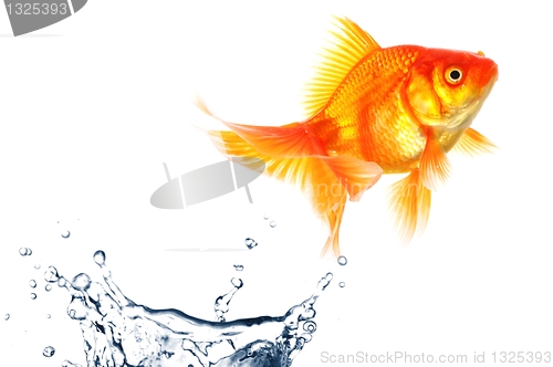 Image of goldfish