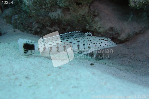 Image of Speckled sandperch