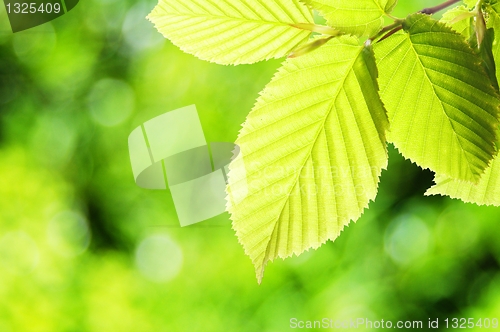 Image of green summer leaf