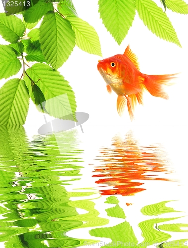 Image of goldfish