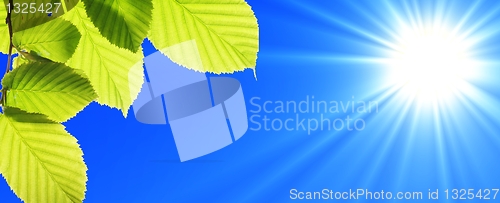 Image of blue sky and leaf