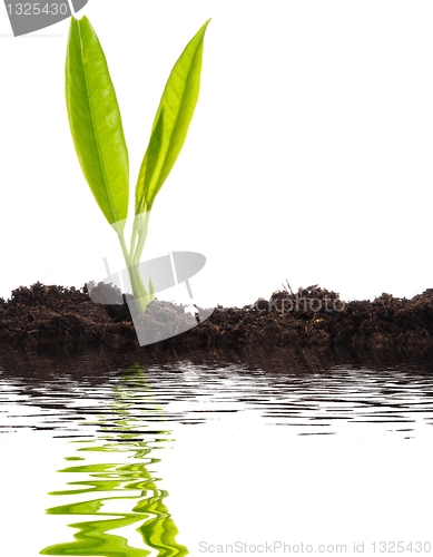 Image of growth