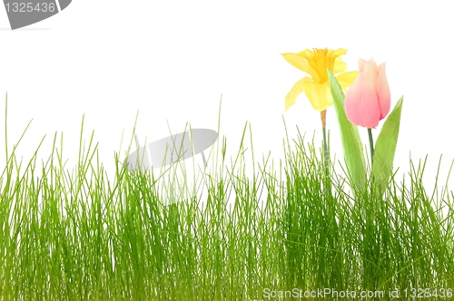 Image of flower and grass