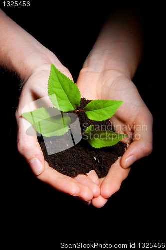 Image of hands soil and plant showing growth