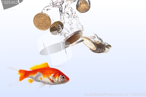 Image of goldfish and money