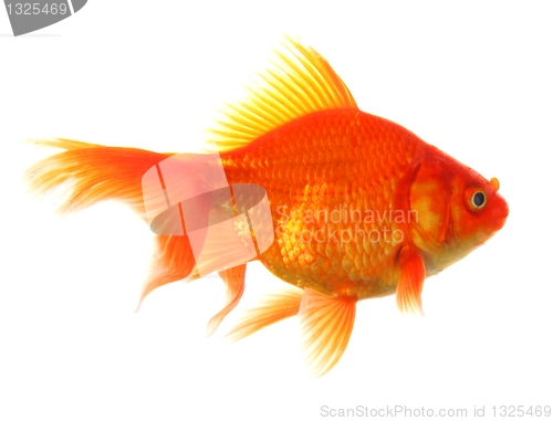 Image of goldfish