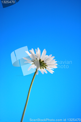 Image of daisy from beliw in summer under blue sky