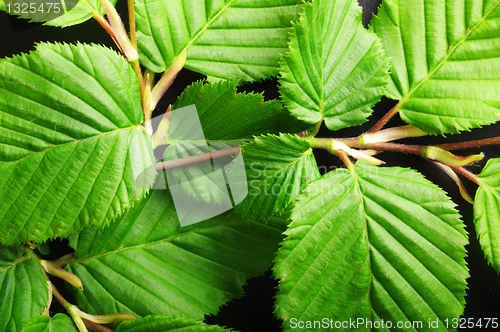 Image of leaf texture