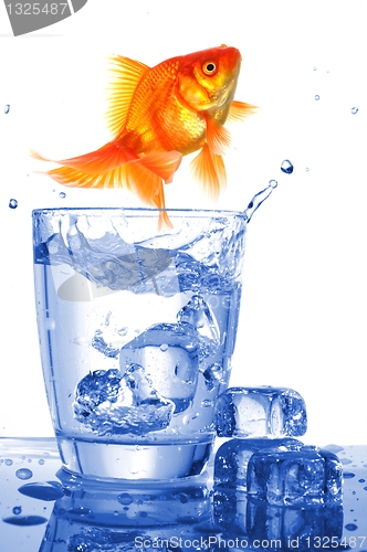 Image of goldfish in glass water